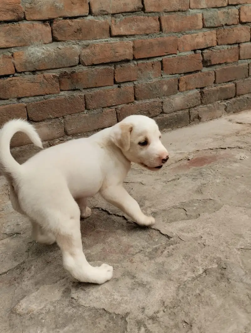 Labrador pet — photo 8