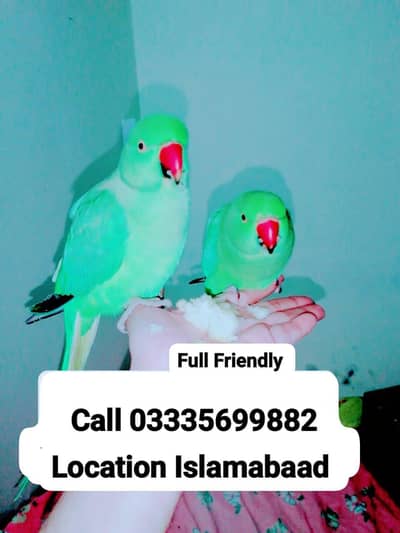 Single 5500 Hand Tamed Green Ring Neck Parrots Male/Female
