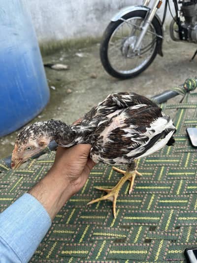For Sale Aseel Chucha