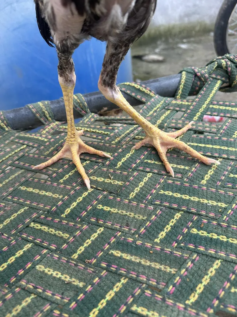 For Sale Aseel Chucha — photo 2