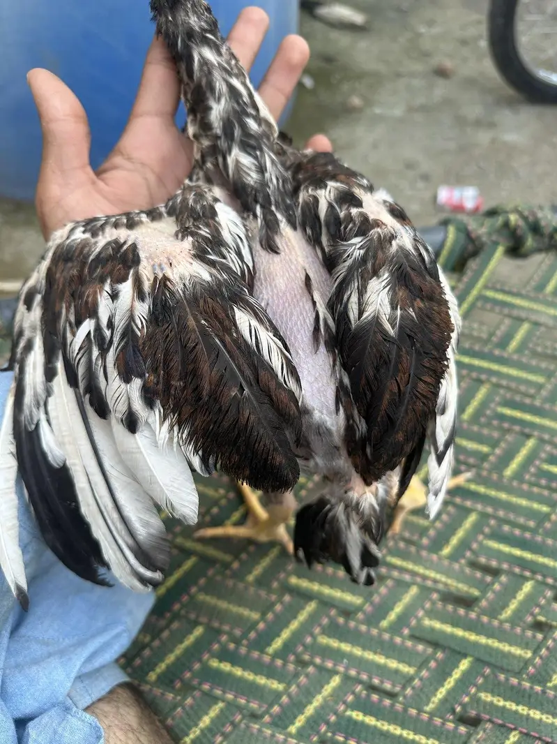 For Sale Aseel Chucha — photo 3