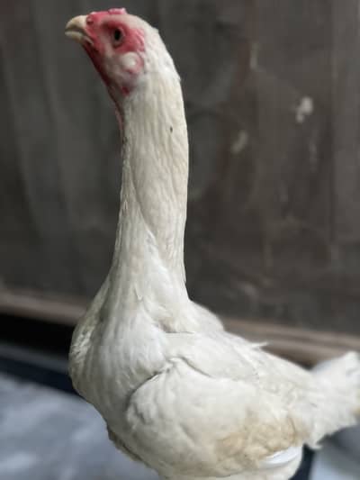 White shamo female