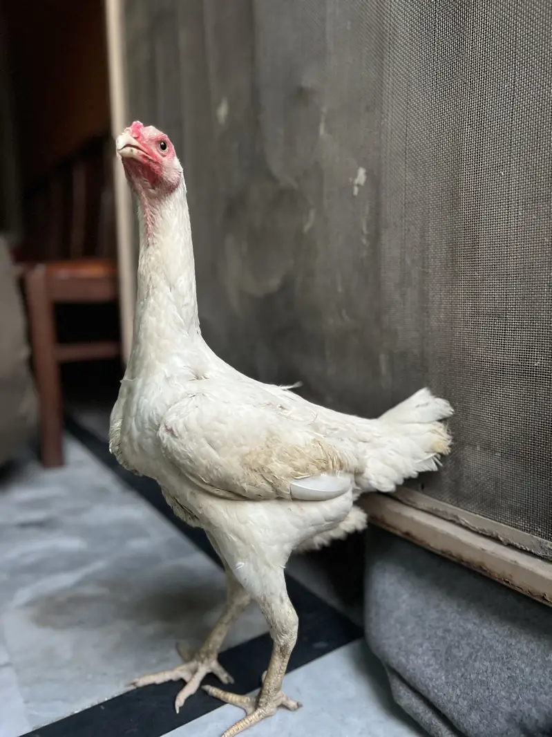 White shamo female — photo 2