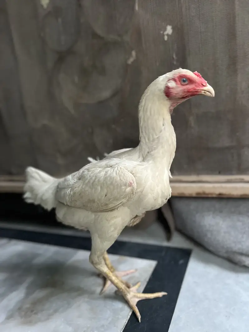 White shamo female — photo 3