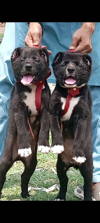 Alabai dog | security puppy | king Alabai pair for sale