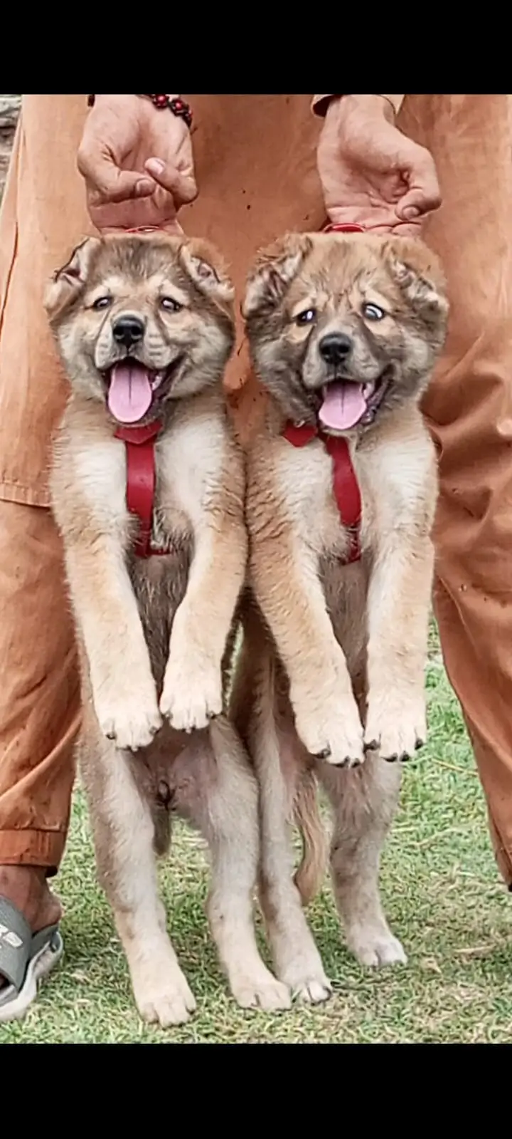 Alabai dog | security puppy | king Alabai pair for sale — photo 2
