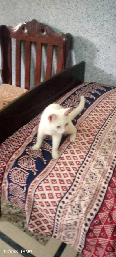 6 month old Persian cat for sale