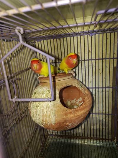 love birds