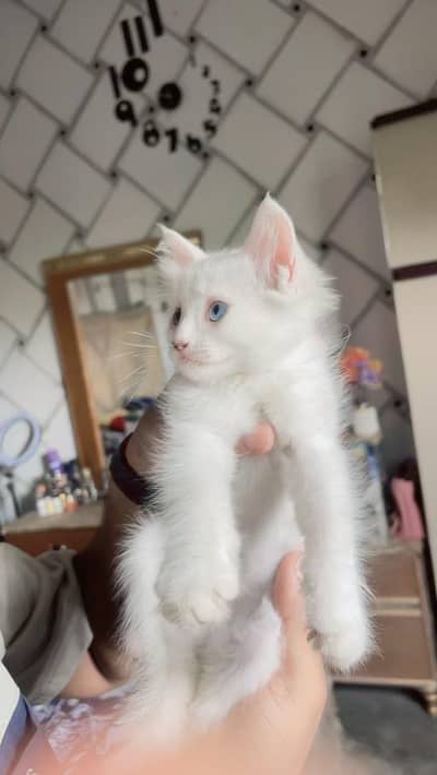 perison kitten double cotted