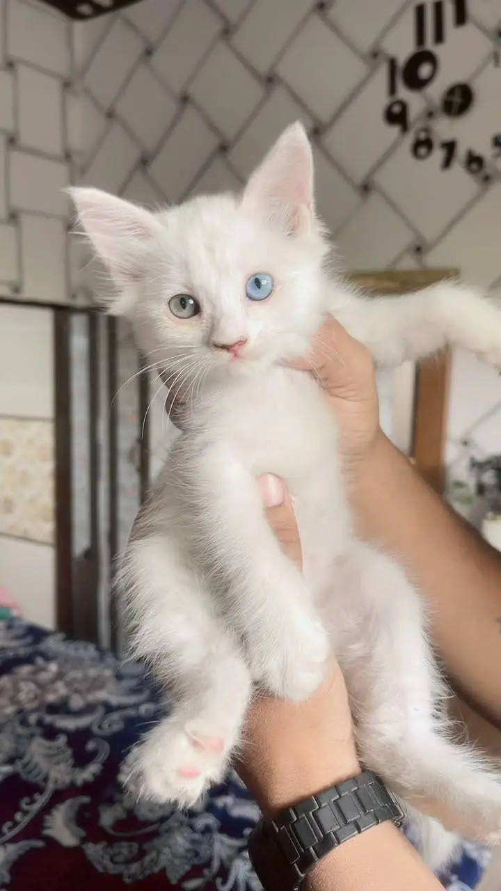 perison kitten double cotted — photo 2