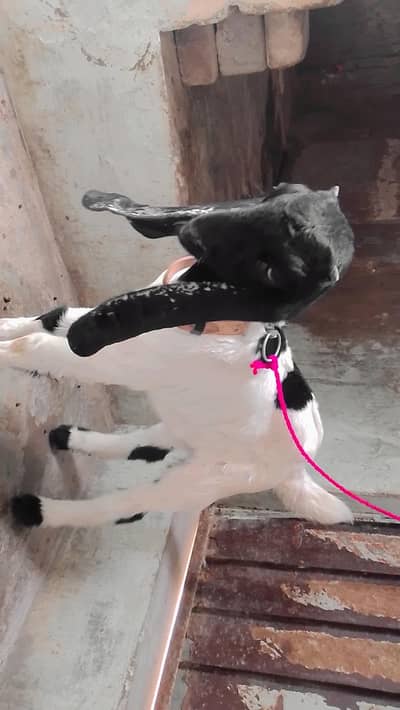 BABY GOAT FOR SALE WHATSAPP 03713717976