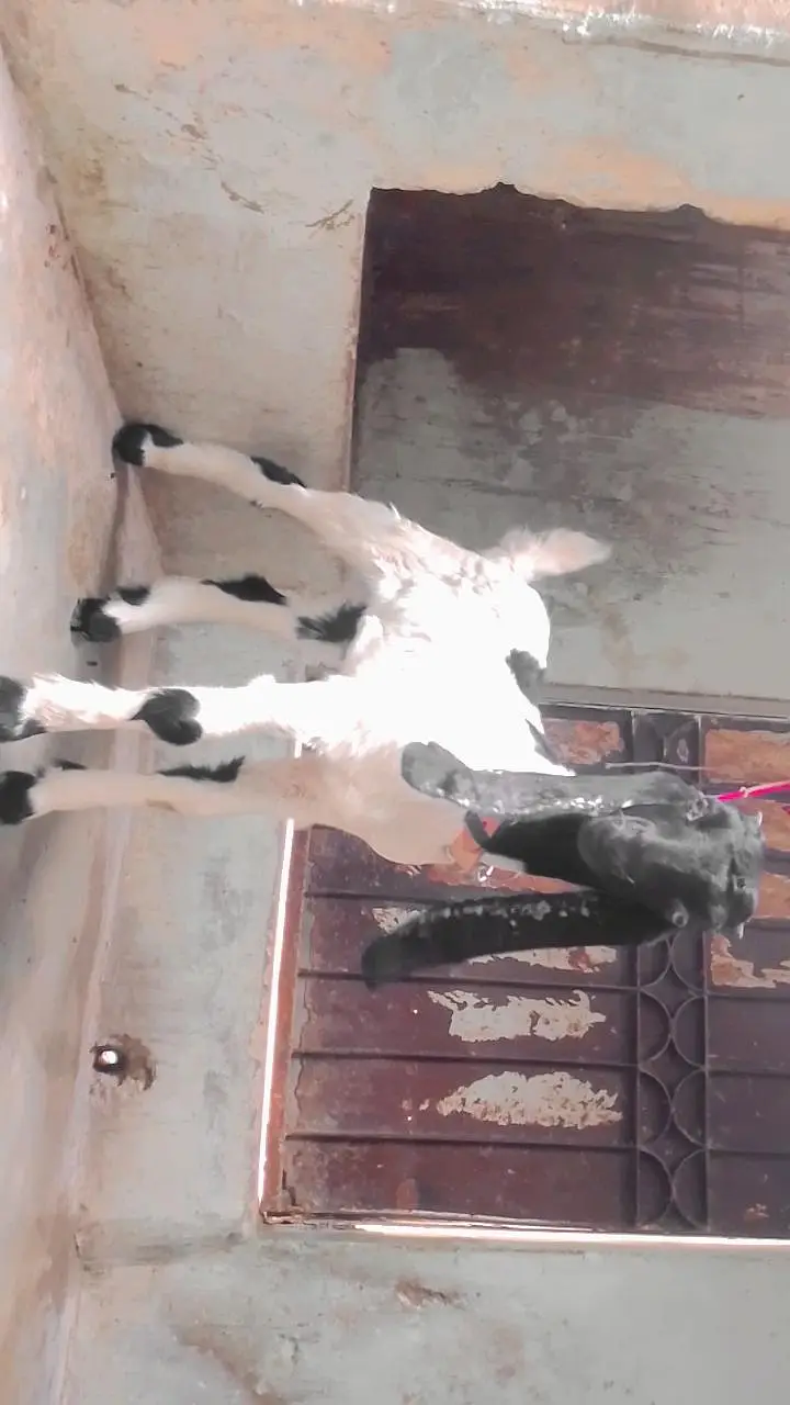 BABY GOAT FOR SALE WHATSAPP 03713717976 — photo 4