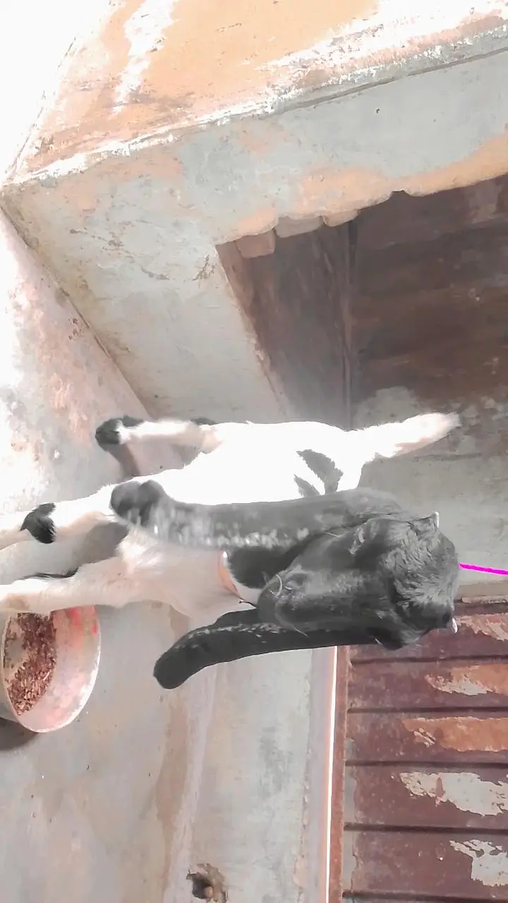 BABY GOAT FOR SALE WHATSAPP 03713717976 — photo 5
