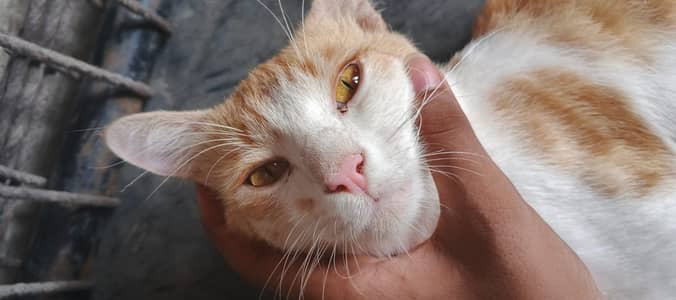 Cat  free