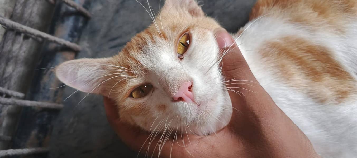 Cat  free 0