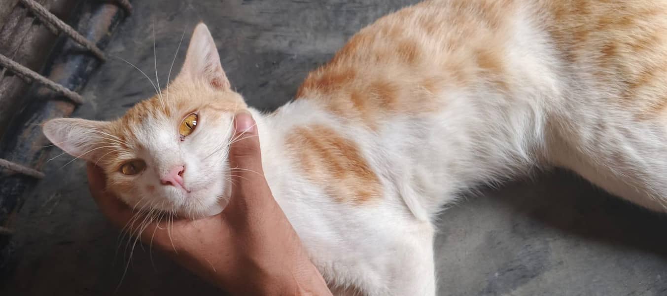 Cat  free 1