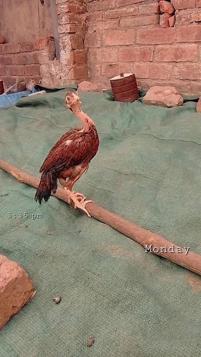 Aseel chicks for sale health and active