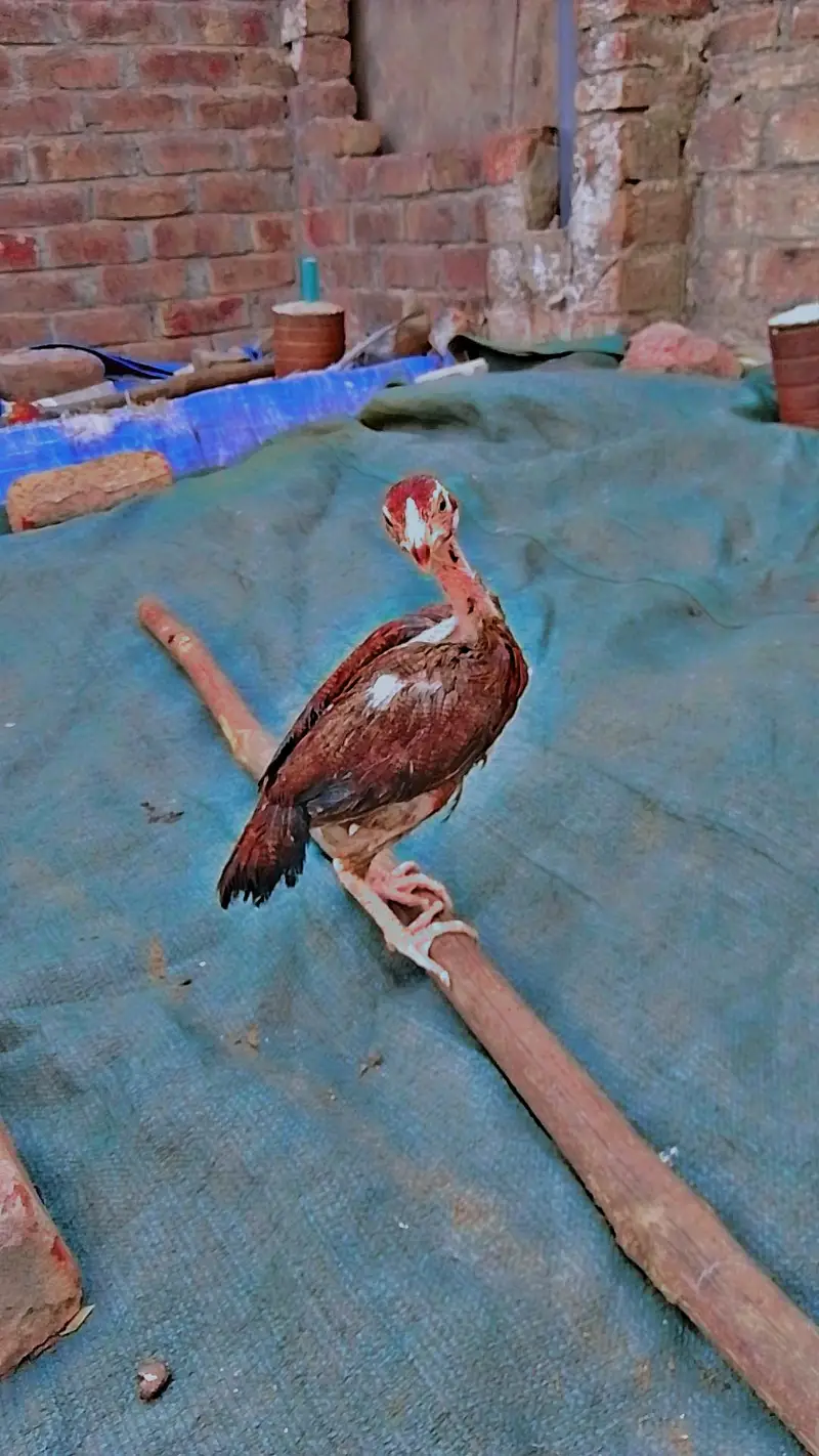 Aseel chicks for sale health and active — photo 2