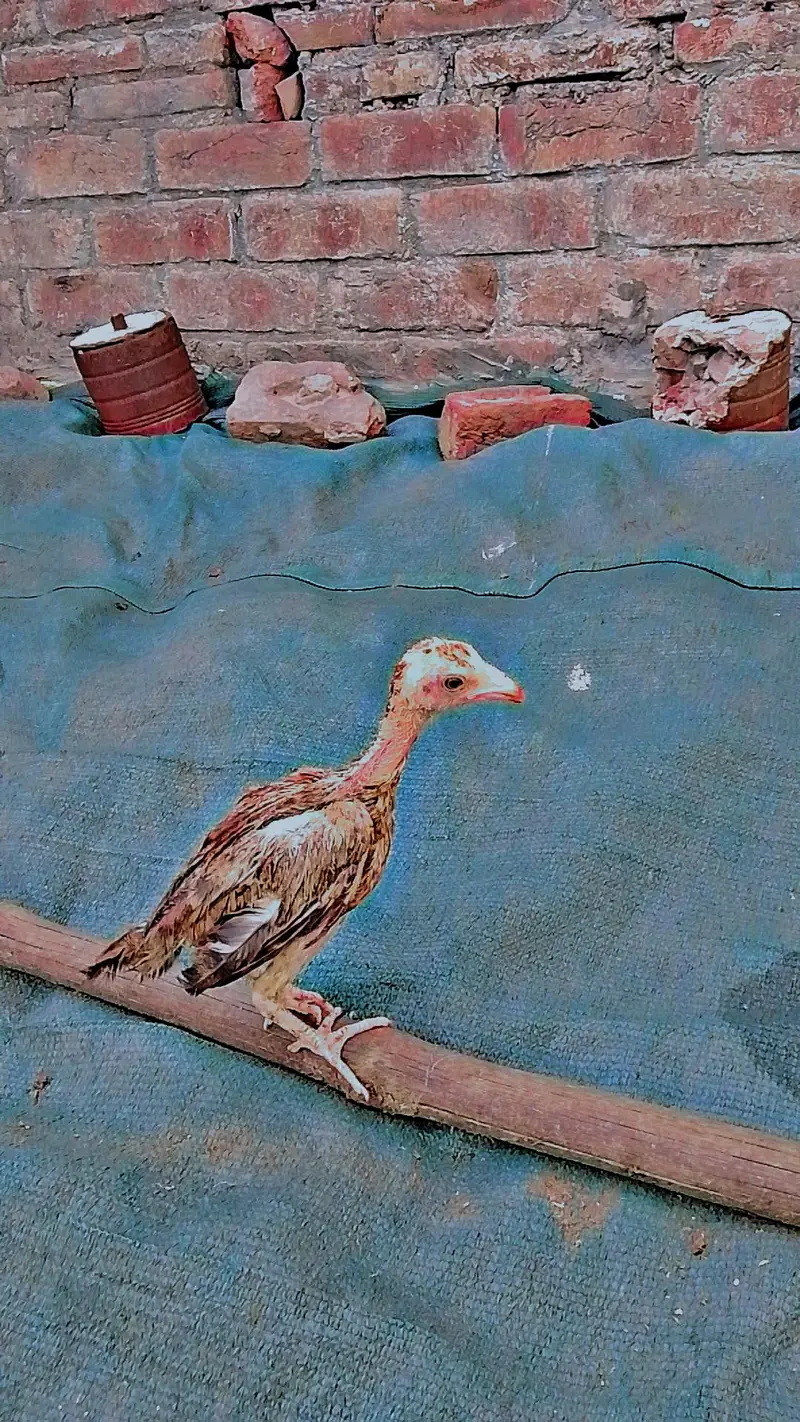 Aseel chicks for sale health and active — photo 3