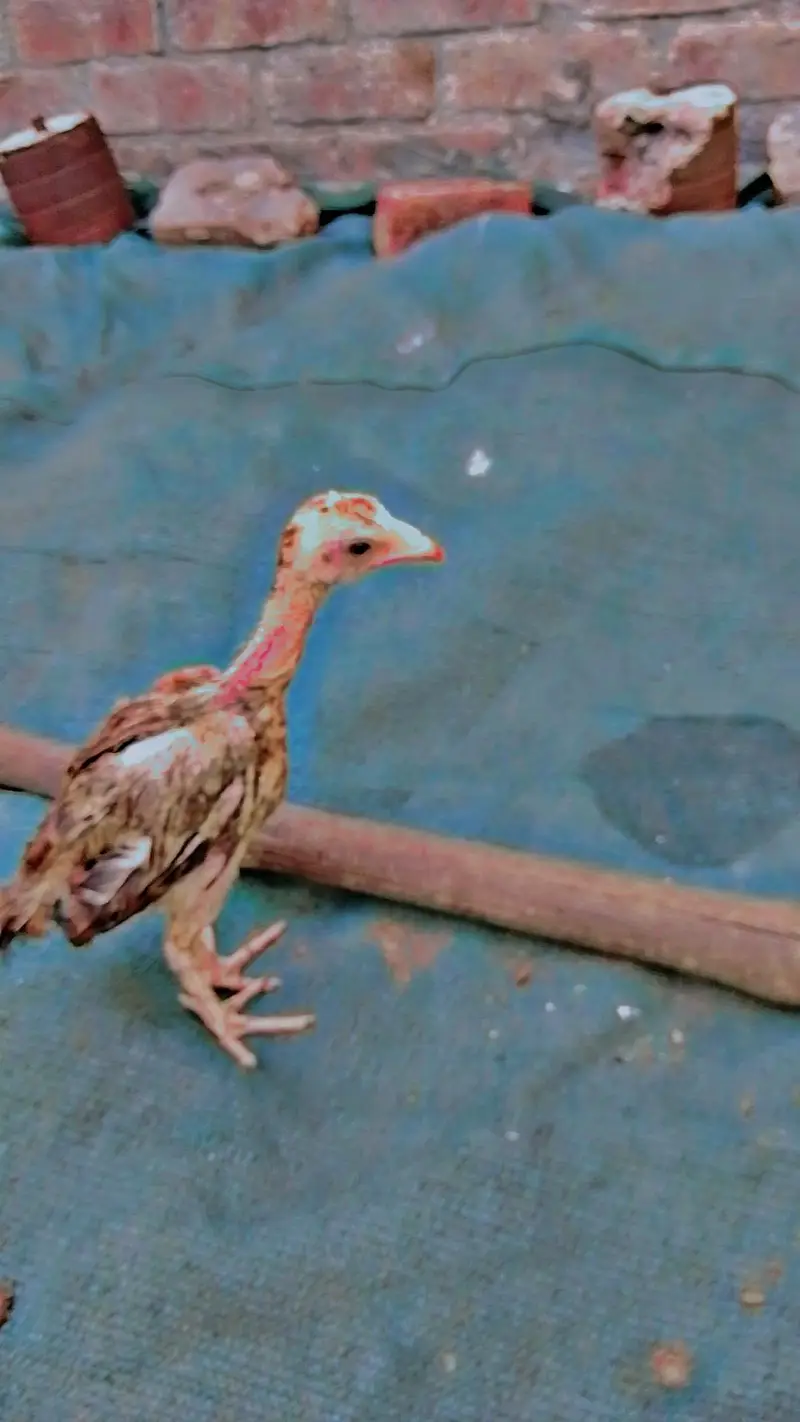 Aseel chicks for sale health and active — photo 4