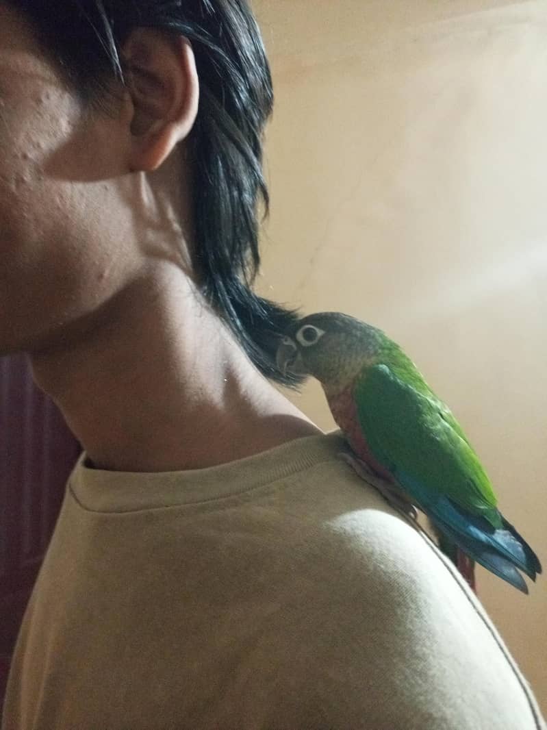 green cheque conure pair 0