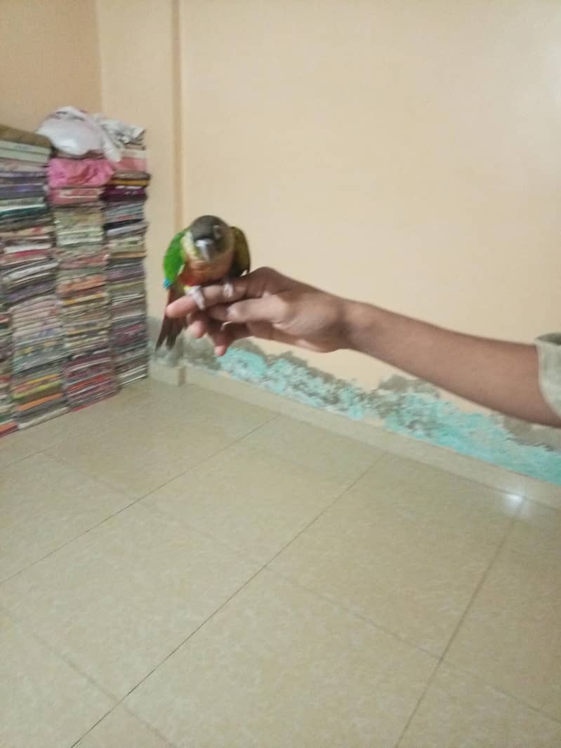 green cheque conure pair 1