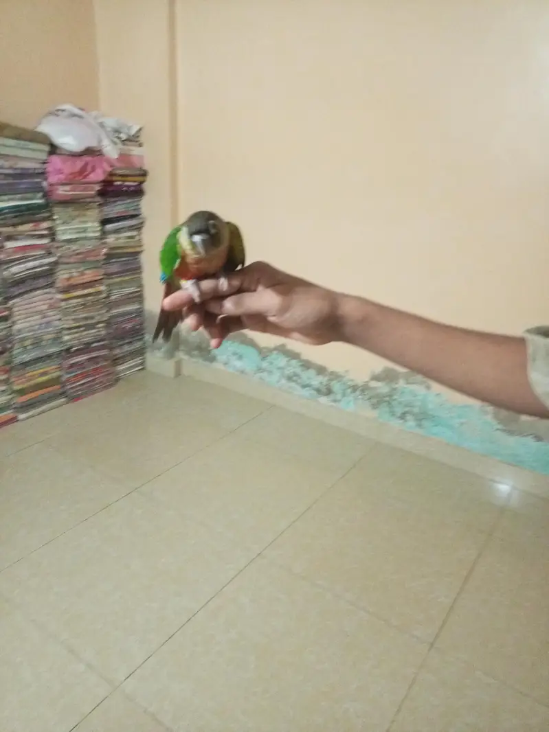 green cheque conure pair — photo 2