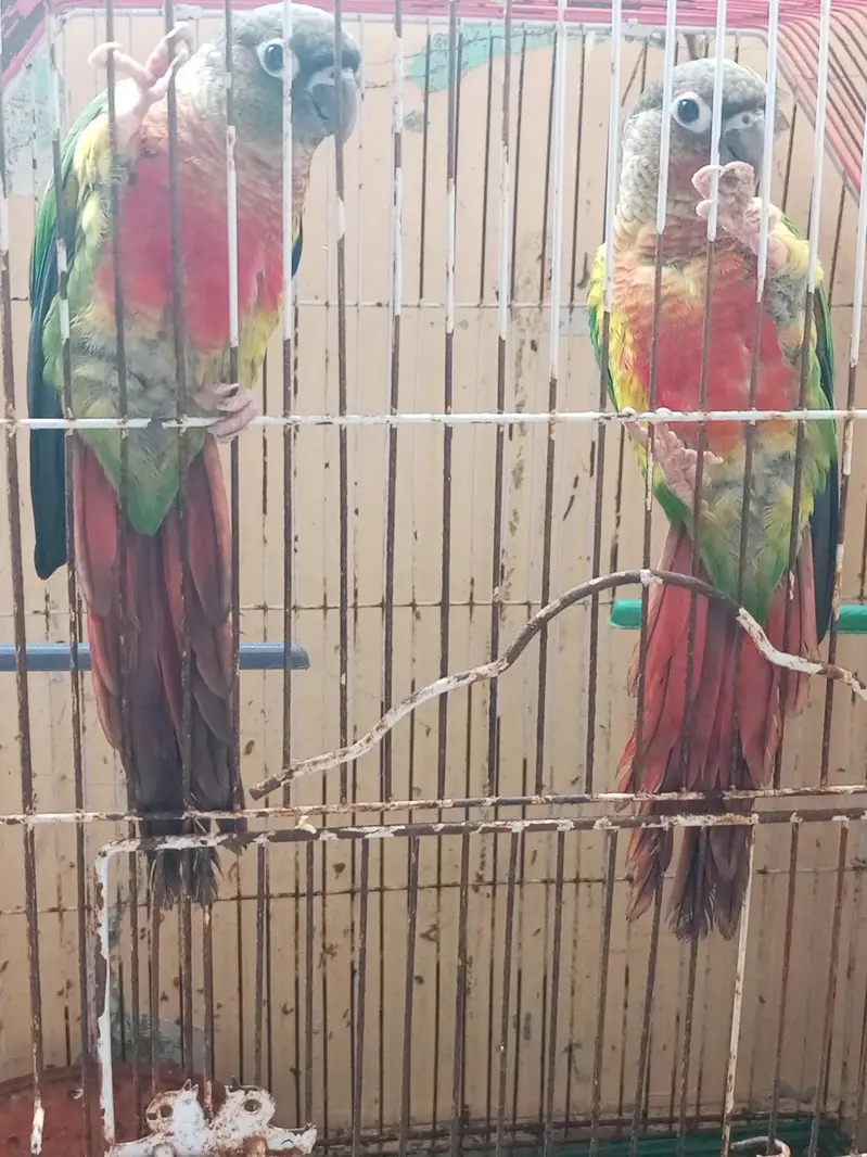 green cheque conure pair — photo 3