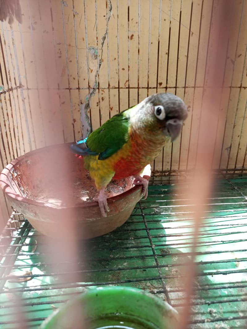 green cheque conure pair 3