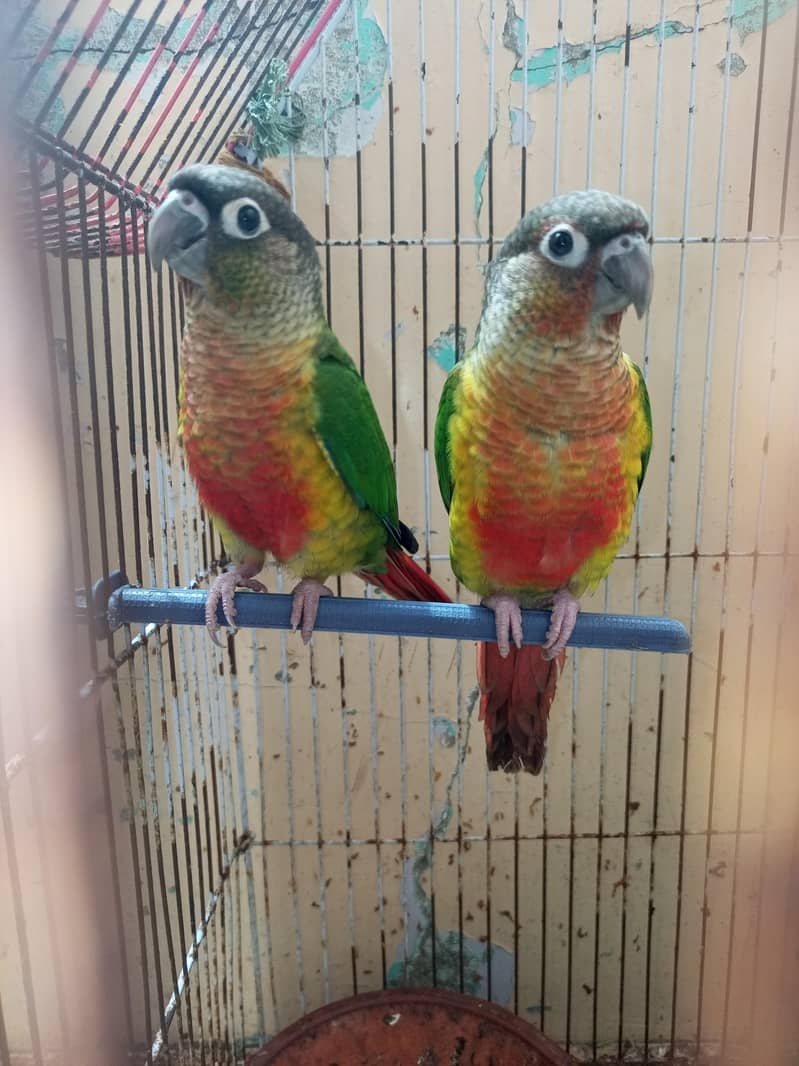 green cheque conure pair 4