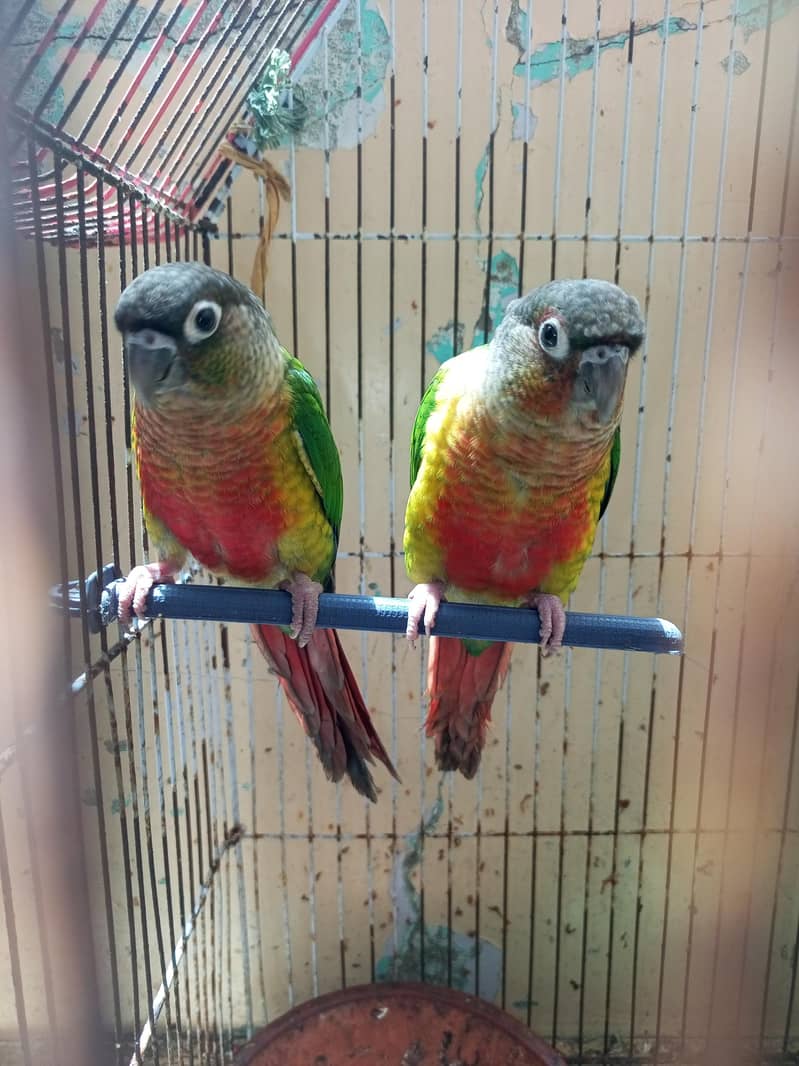 green cheque conure pair 5