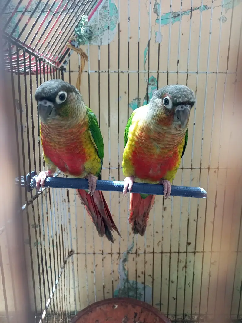 green cheque conure pair — photo 6