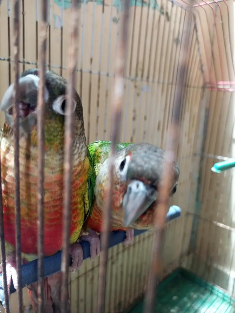 green cheque conure pair — photo 7
