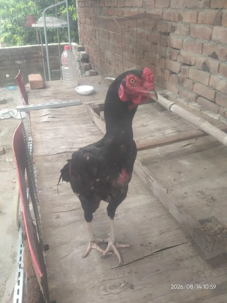Pure Thai Aseel | Imported Bloodline — photo 3