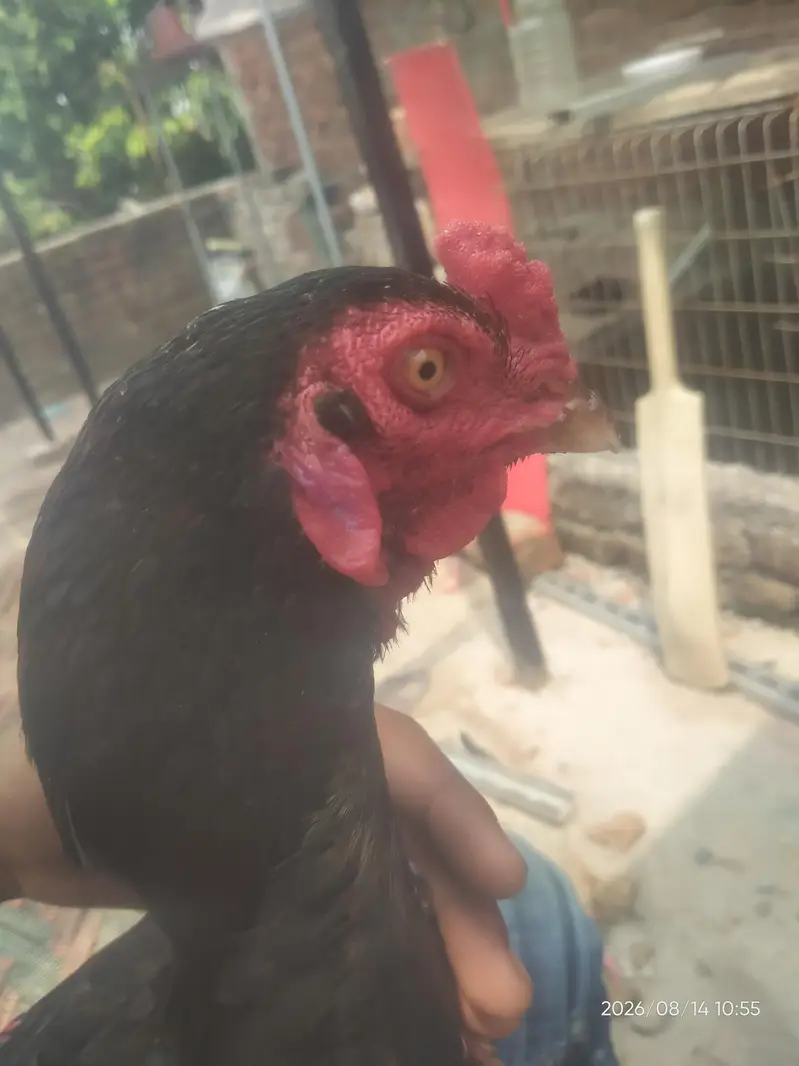 Pure Thai Aseel | Imported Bloodline — photo 5