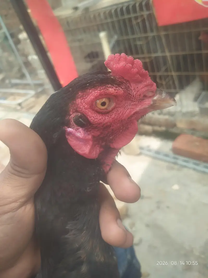 Pure Thai Aseel | Imported Bloodline — photo 6