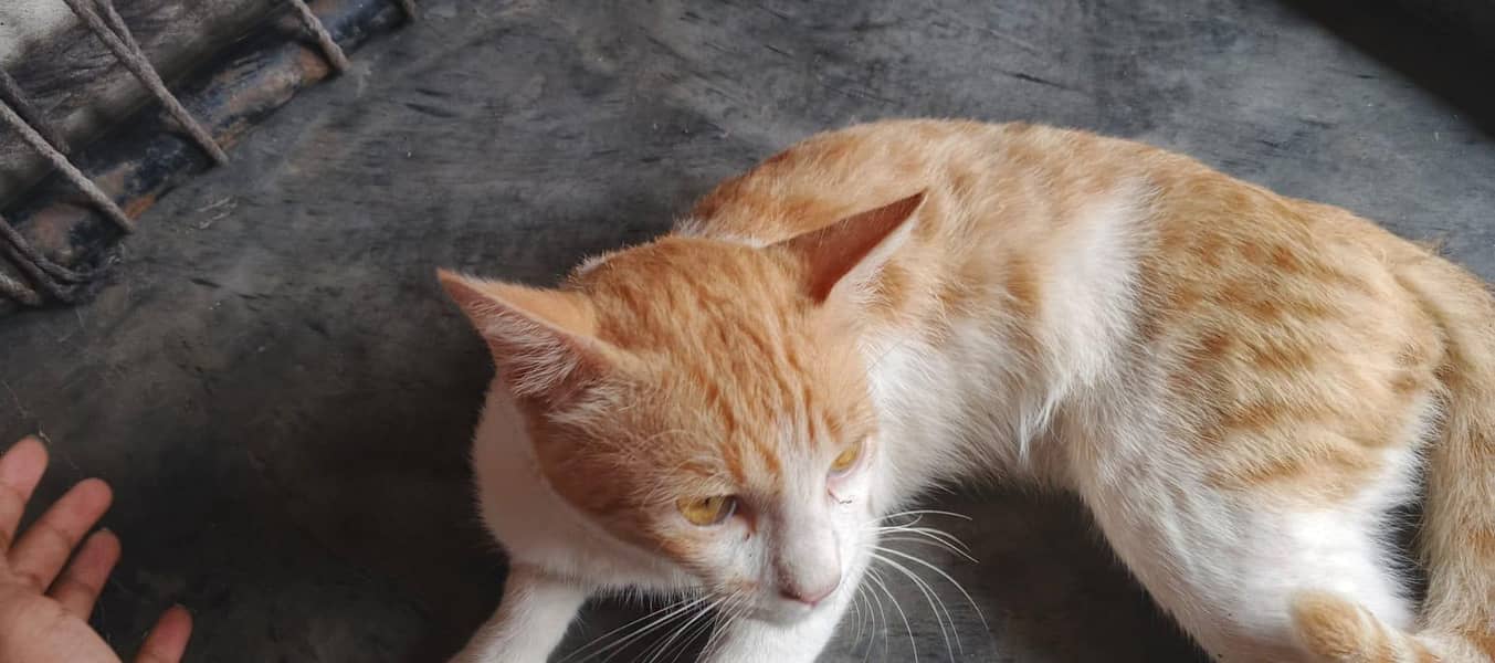 Cat  free 2