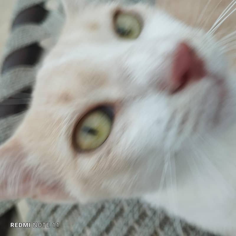 Cat  free 3