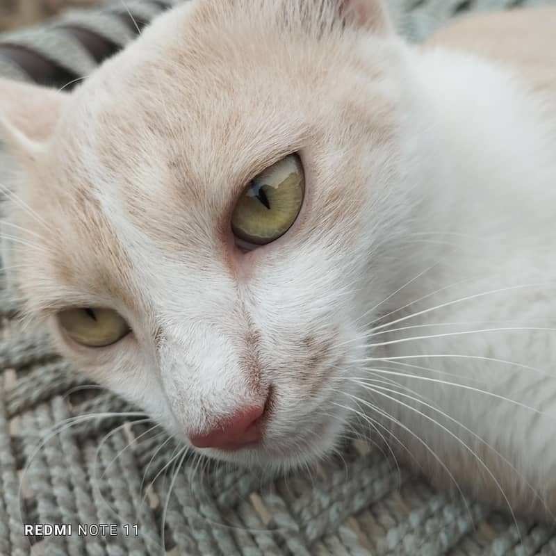 Cat  free 4