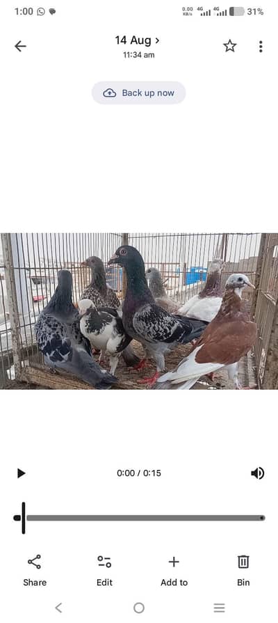 mix pigeons