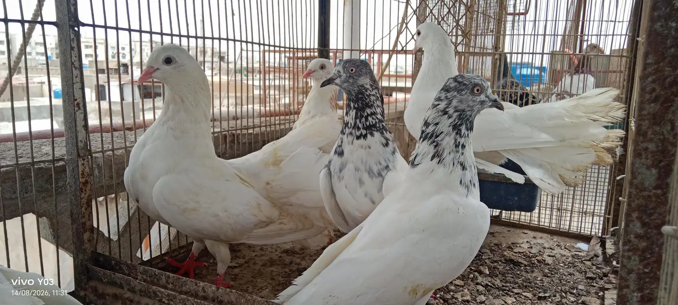 mix pigeons — photo 2