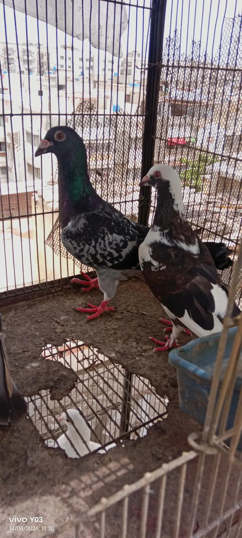 mix pigeons — photo 3