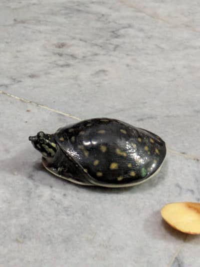 turtle