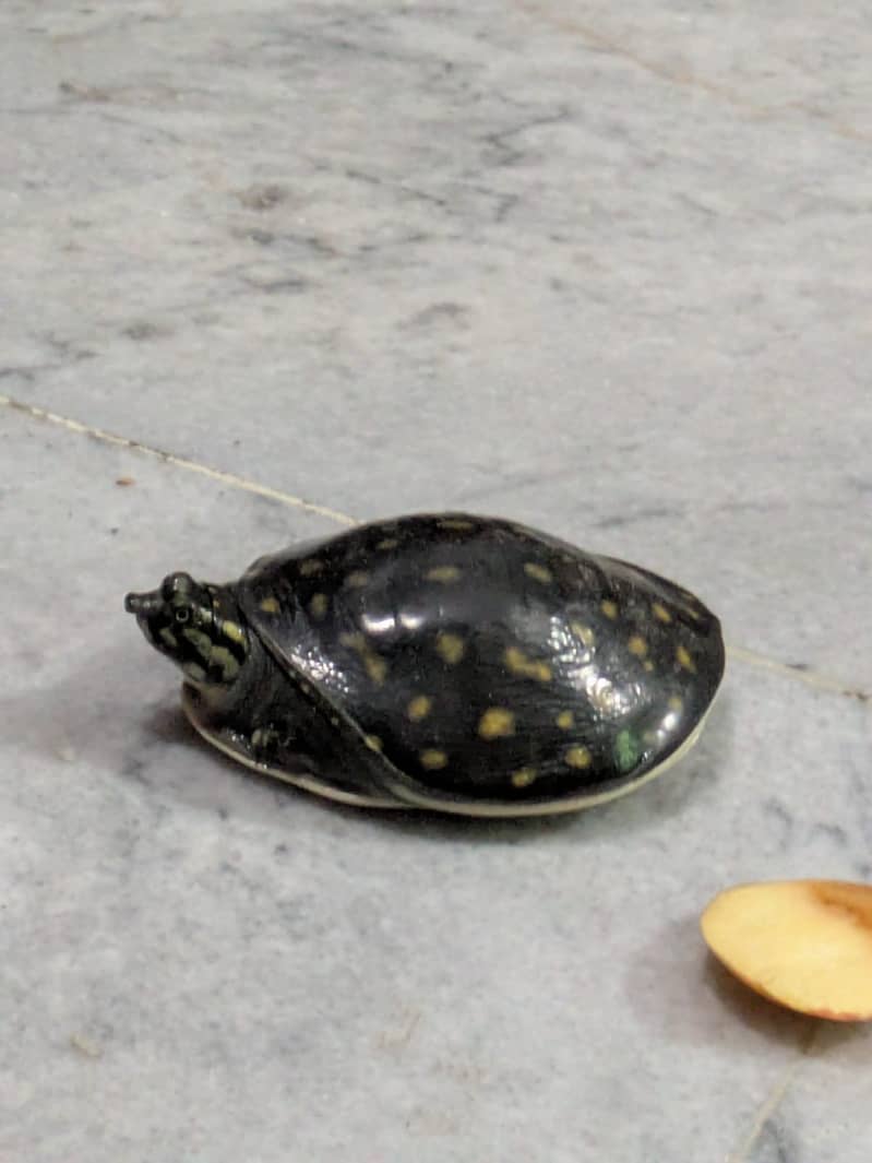 turtle 0