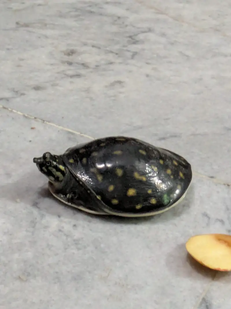 turtle