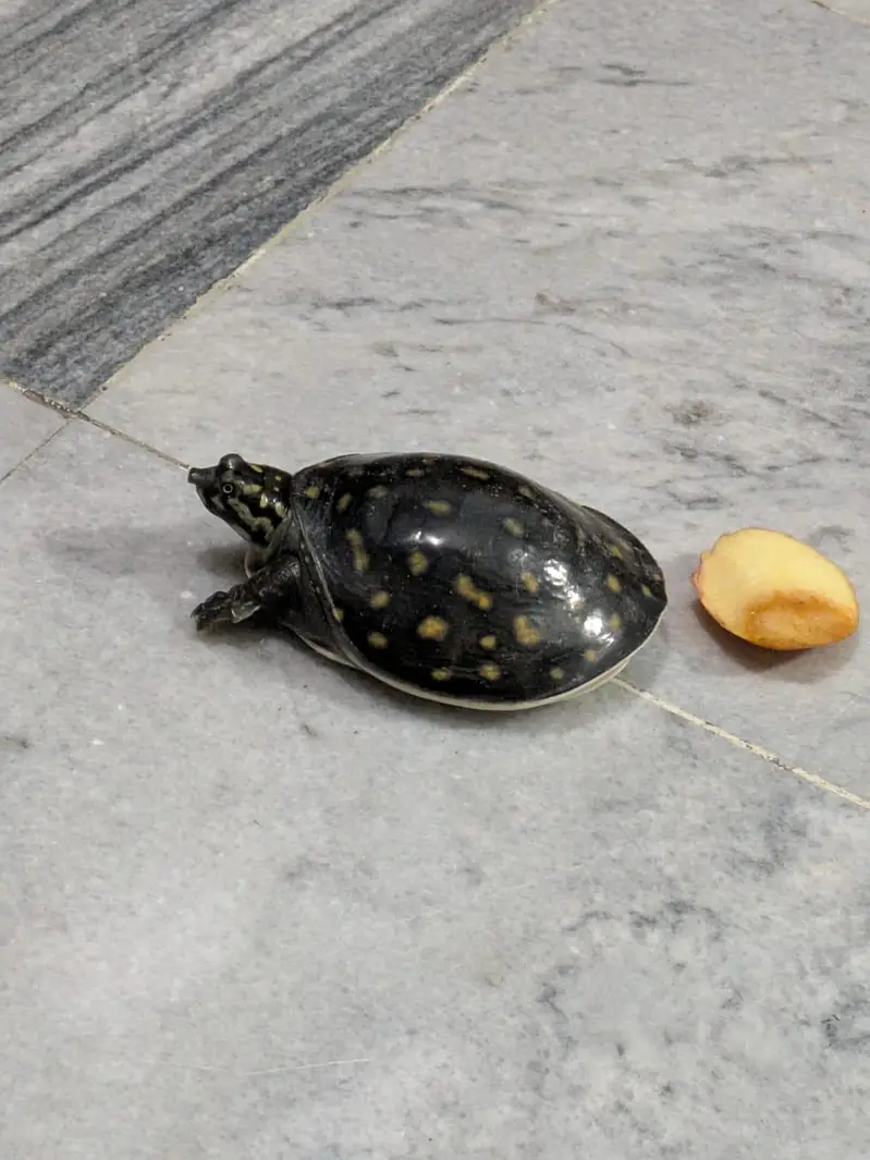 turtle — photo 2