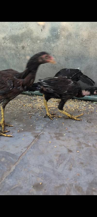 aseel, misri and Desi hens setup