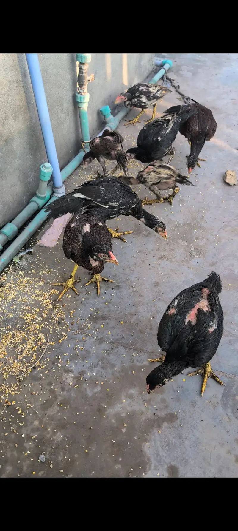 aseel, misri and Desi hens setup — photo 5