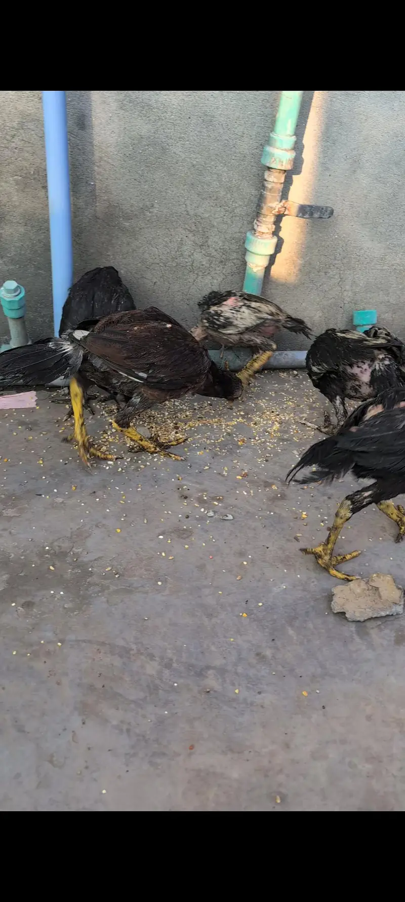 aseel, misri and Desi hens setup — photo 6