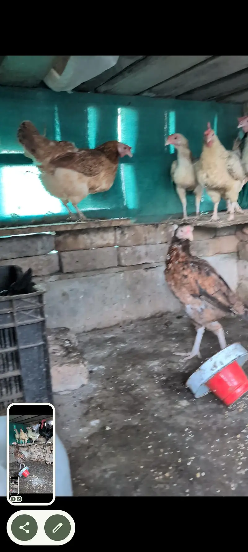 aseel, misri and Desi hens setup — photo 7